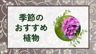 季節のおすすめ植物