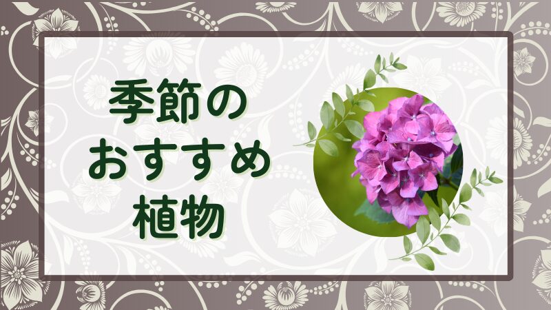 季節のおすすめ植物